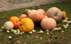 IMG 5592